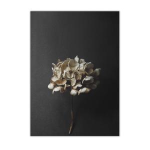 Paper Collective - Nature morte 04 (Hortensia), 50 x 70 cm