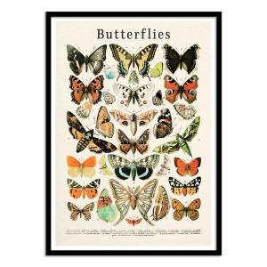 Affiche 30x40 cm et cadre noir - Butterflies collection - G…