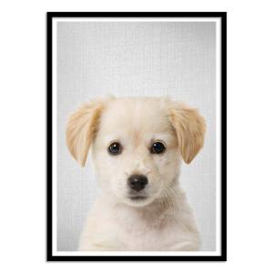 Affiche 30x40 cm et cadre noir - Golden retriever puppy - G…