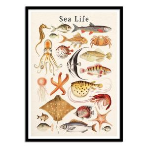 Affiche 30x40 cm et cadre noir - Sea life collection - Gal…