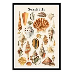 Affiche 30x40 cm et cadre noir - Seashells collection - Gal…