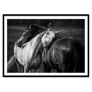 Affiche 30x40 cm et cadre noir - Warm rain horses - Niko Ch…