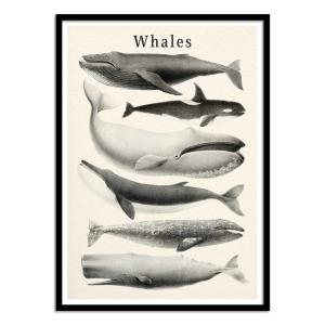 Affiche 30x40 cm et cadre noir - Whales collection - Gal De…