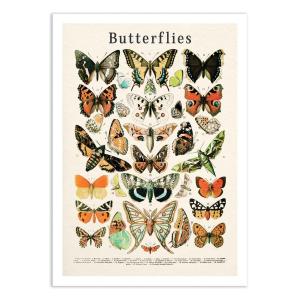 Affiche 50x70 cm - Butterflies collection - Gal Design