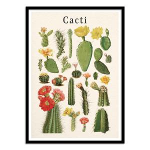 Affiche 50x70 cm et cadre noir - Cacti collection - Gal Des…