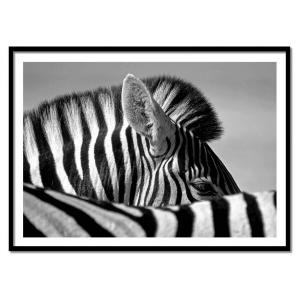 Affiche 50x70 cm et cadre noir - Curious Zebra - Marc Pelis…