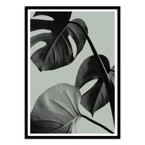Affiche 50x70 cm et cadre noir - Monstera Teal 7 - 1x Studio
