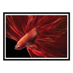 Affiche 50x70 cm et cadre noir - Red fir Bettafish - Antony…