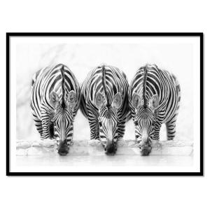 Affiche 50x70 cm et cadre noir - Three Zebras - Henry Zao