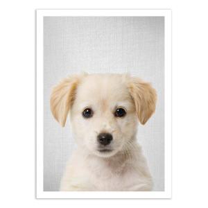Affiche 50x70 cm - Golden retriever puppy - Gal Design