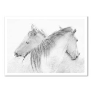 Affiche 50x70 cm - Horses - marie-anne stas