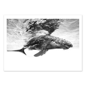 Affiche 50x70 cm - Humpback whale calf - Gabriel Barathieu