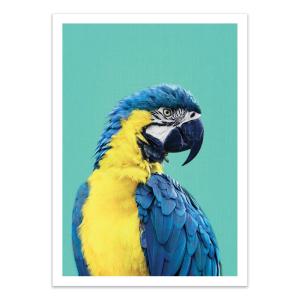Affiche 50x70 cm - Macaw Parrot in Blue - Gal Design