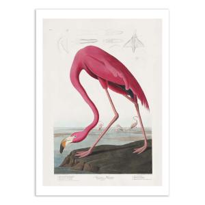 Affiche 50x70 cm - Pink Flamingo From Birds of America 1827…