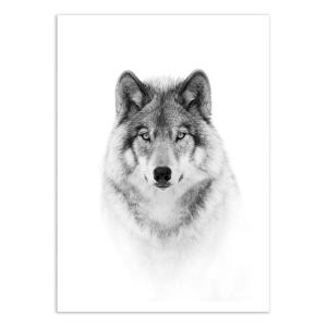 Affiche 50x70 cm - Portrait of a timber wolf - Jim Cumming