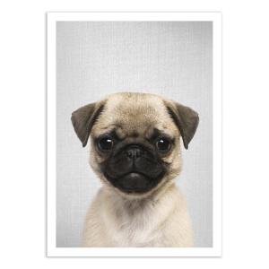 Affiche 50x70 cm - Pug Puppy - Gal Design