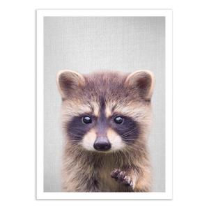 Affiche 50x70 cm - Raccoon - Gal Design