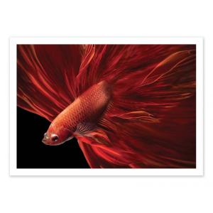 Affiche 50x70 cm - Red fir Bettafish - Antonyus Bunjamin