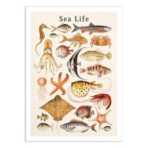 Affiche 50x70 cm - Sea life collection - Gal Design