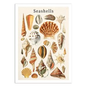 Affiche 50x70 cm - Seashells collection - Gal Design
