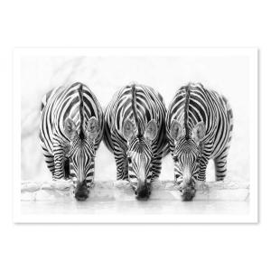 Affiche 50x70 cm - Three Zebras - Henry Zao
