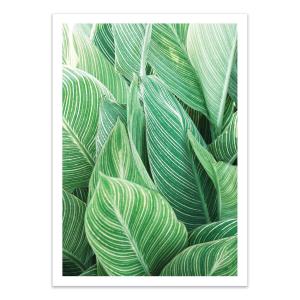 Affiche 50x70 cm - Tropical leaves - Gal Design