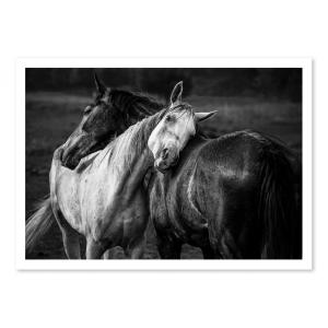 Affiche 50x70 cm - Warm rain horses - Niko Chapa