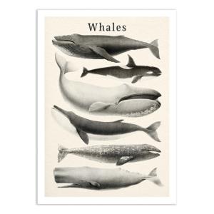Affiche 50x70 cm - Whales collection - Gal Design