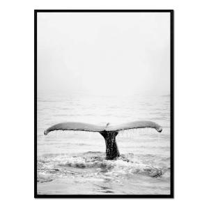Affiche avec cadre noir - Baleine noire et blanche - 50x70
