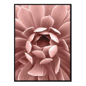 Affiche avec cadre noir - Dahlia rose - 30x40