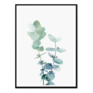 Affiche avec cadre noir - Eucalyptus vert - 30x40