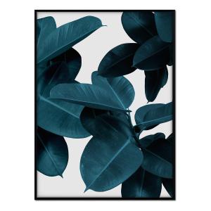 Affiche avec cadre noir - Ficus fond blanc - 30x40