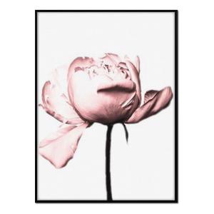 Affiche avec cadre noir - Pivoine rose - 30x40
