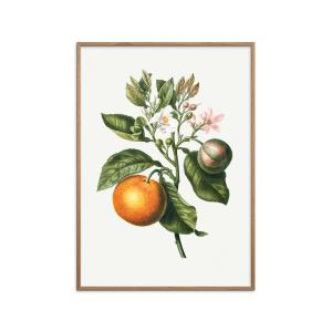 Affiche Bitter orange " Cadre en chêne - 50x70 cm"