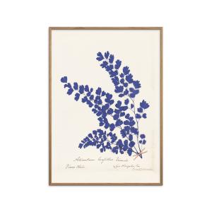 Affiche Botanical Fern III Blue" Cadre en Chêne - 30x40 cm"