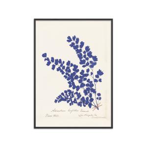 Affiche Botanical Fern III Blue" Cadre noir - 30x40 cm"