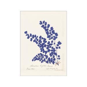 Affiche Botanical Fern III Blue" sans cadre  - 30 x 40 cm"