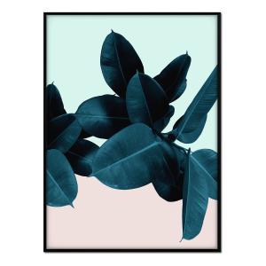 Affiche cadre noir - Ficus fond bleu et rose - 30x40
