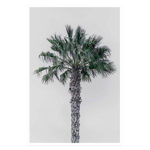 Affiche coconut palm sans cadre 30x45cm