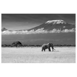 Affiche éléphant et kilimanjaro sans cadre 90x60cm