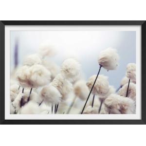Affiche fleurs de coton au vent avec cadre noir 60x40 cm