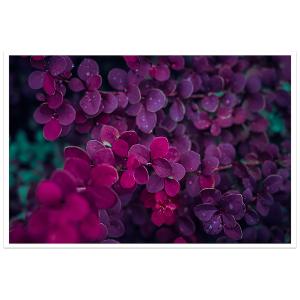 Affiche fleurs de lilas au printemps 60x40cm
