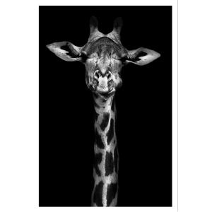 Affiche girafe haute en portrait sans cadre 30x45 cm