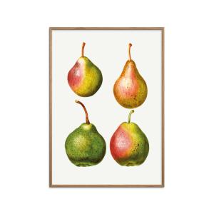 Affiche Pear Pyrus Communis 06 " Cadre en chêne30x40 cm"