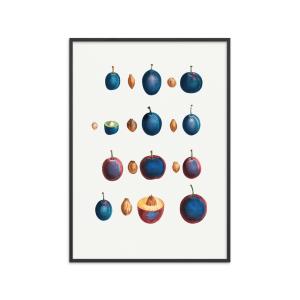 Affiche ''Plum Prunus '' Cadre noir - 70x100 cm