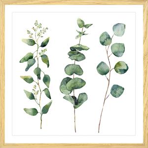Affiche sous cadre bois aquarelle eucalyptus 50x50cm