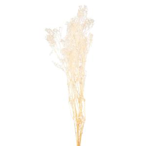 Bouquet de fleurs séchées blanches