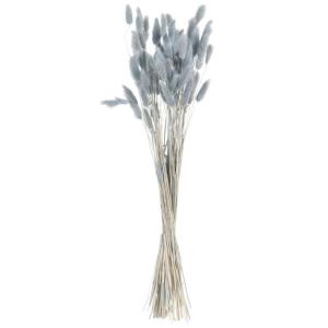 Bouquet de lagurus ovatus séché bleu