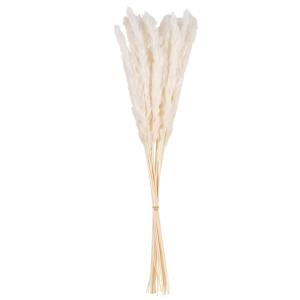 Bouquet de plumeaux séchés