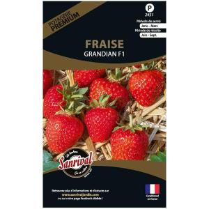 Graines potagères premium fraise grandian